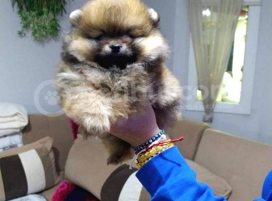 Oyuncak Gibi Süper Kalite Pomeranian Boo Yavrularımız görsel