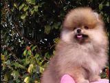 Oyuncak Gibi Süper Kalite Pomeranian Boo Yavrularımız