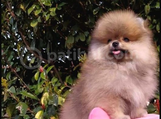 Oyuncak Gibi Süper Kalite Pomeranian Boo Yavrularımız görsel