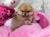 Oyuncak Gibi Süper Kalite Pomeranian Boo Yavrularımız