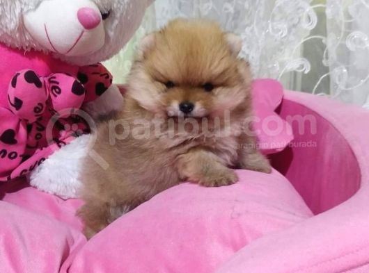 Oyuncak Gibi Süper Kalite Pomeranian Boo Yavrularımız