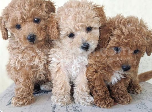 Red – Apricot Mi̇ni̇ Toy Poodle Bebekler