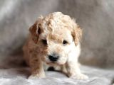 Teacup Apricot Toy Poodle Yavrular