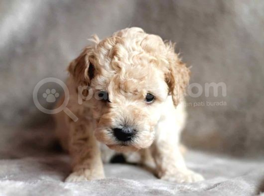 Teacup Apricot Toy Poodle Yavrular