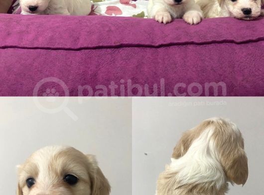 Ev Uretimi Iki Farklı Anneden  Çok Uygun Fiyatlı Maltipo Yavruları görsel