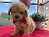 Irk Garantili Poodle Yavrularımız