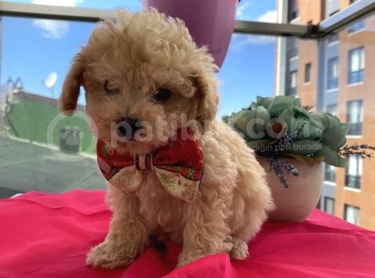 Irk Garantili Poodle Yavrularımız görsel