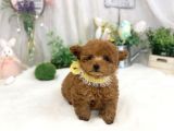 Safkan Toy Poodle Yavrular