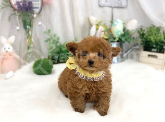 Safkan Toy Poodle Yavrular görsel