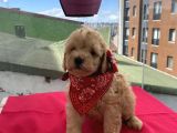 Oğlumuzun Bebişleriiii