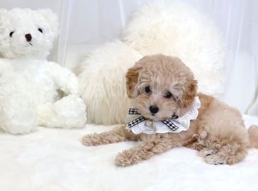 Mi̇ni̇ Toy Poodle Yavrular görsel