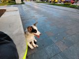 Egzotik Red Merle Border Collie