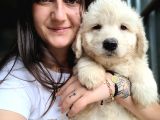 Jumbo Golden Yavru (Bursa Köpek Okulu)