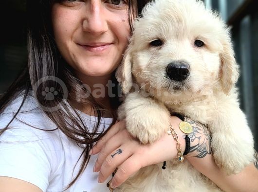 Jumbo Golden Yavru (Bursa Köpek Okulu) görsel