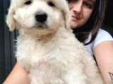 Jumbo Golden Yavru (Bursa Köpek Okulu)