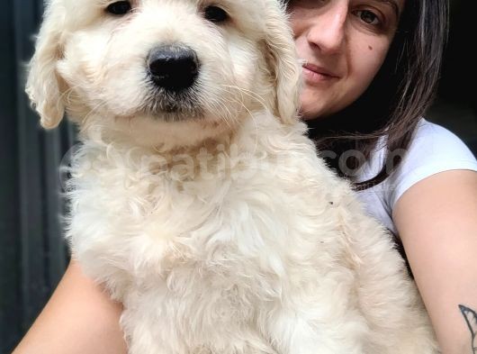 Jumbo Golden Yavru (Bursa Köpek Okulu) görsel
