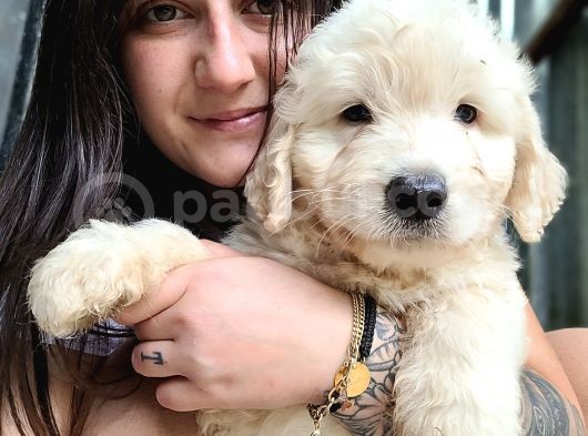Jumbo Golden Yavru (Bursa Köpek Okulu)