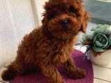 Pasaportlu Aşılı Toypoodle Yavrularımız