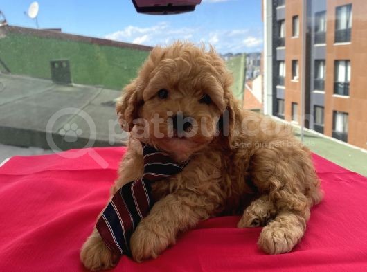 Muhteşem Toypoodle Bebişlerimiz görsel