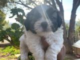 Irk Garantili Shih Tzu Yavrularım