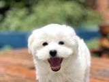 Show Kalite Maltese Terier Bebekler