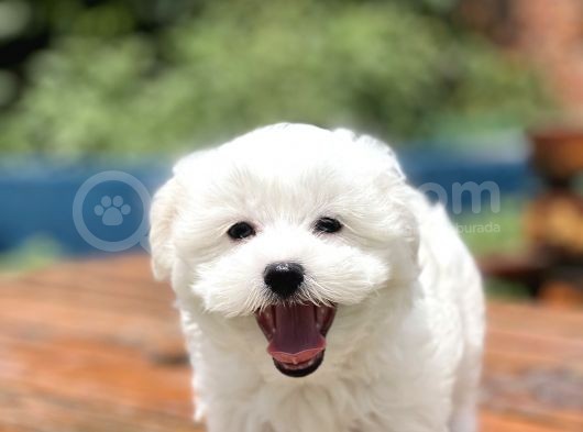 Show Kalite Maltese Terier Bebekler görsel