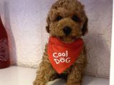 Safkan Toy Poodle Yavrularımız