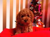 Orji̇nal Toy Poddle Yavrular
