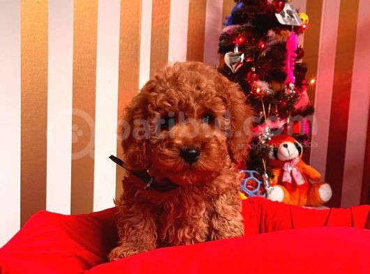 Orji̇nal Toy Poddle Yavrular görsel