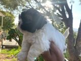 Irk Garantili Shih Tzu Yavrularım