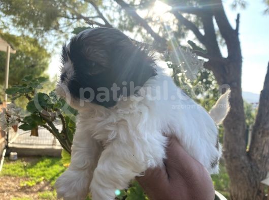 Irk Garantili Shih Tzu Yavrularım görsel