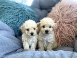 Krem Beyaz Maltipoo Mini Yavrular