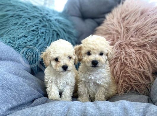 Krem Beyaz Maltipoo Mini Yavrular görsel