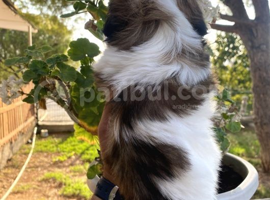 Irk Garantili Shih Tzu Yavrularım görsel