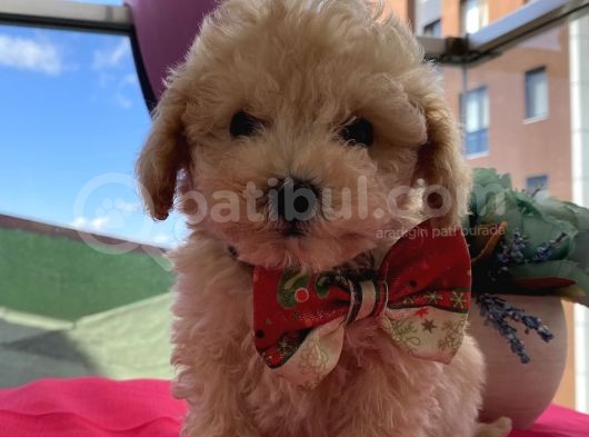 Oğlumuzun Bebişleriiii görsel