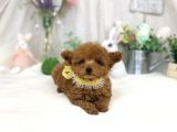 Safkan Toy Poodle Yavrular