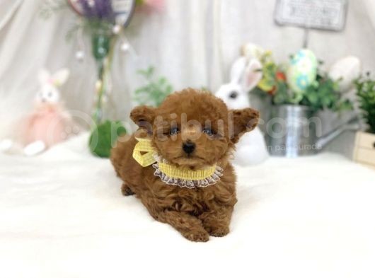 Safkan Toy Poodle Yavrular görsel