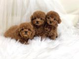 Safkan Toy Poodle Yavrular