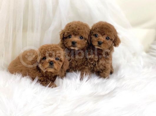 Safkan Toy Poodle Yavrular
