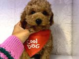 Safkan Toy Poodle Yavrularımız