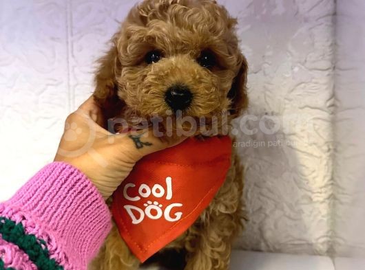 Safkan Toy Poodle Yavrularımız görsel