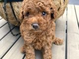 A Kali̇te Red Brown Poodle Bebekler Orji̇nal