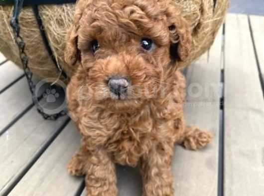A Kali̇te Red Brown Poodle Bebekler Orji̇nal görsel