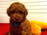 Teacup,Toy,Minyatür Seçenekli Poodle Bebeklerimiz