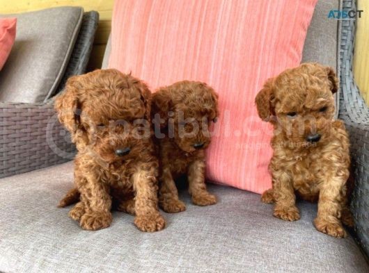 A Kali̇te Red Brown Poodle Bebekler Orji̇nal görsel