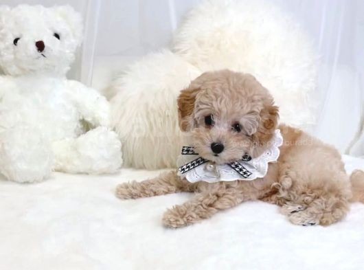 Mi̇ni̇ Toy Poodle Yavrular görsel