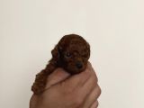 Anne Altindan Safkan Red Poodle Yavrular