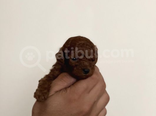 Anne Altindan Safkan Red Poodle Yavrular görsel