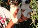 Jack Russel Erkek Yavrular