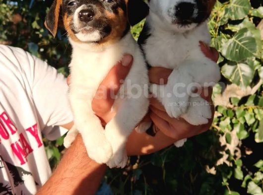 Jack Russel Erkek Yavrular görsel